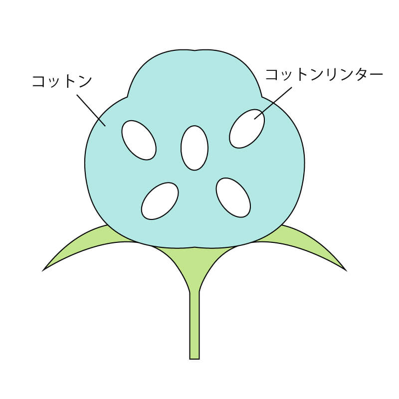 キュプラ開設画像